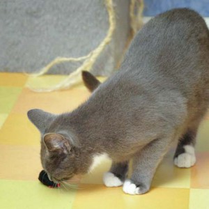 Socke freut sich über ihre neue Spielzeugmaus / © 2013 Arche KaNaum (DN)