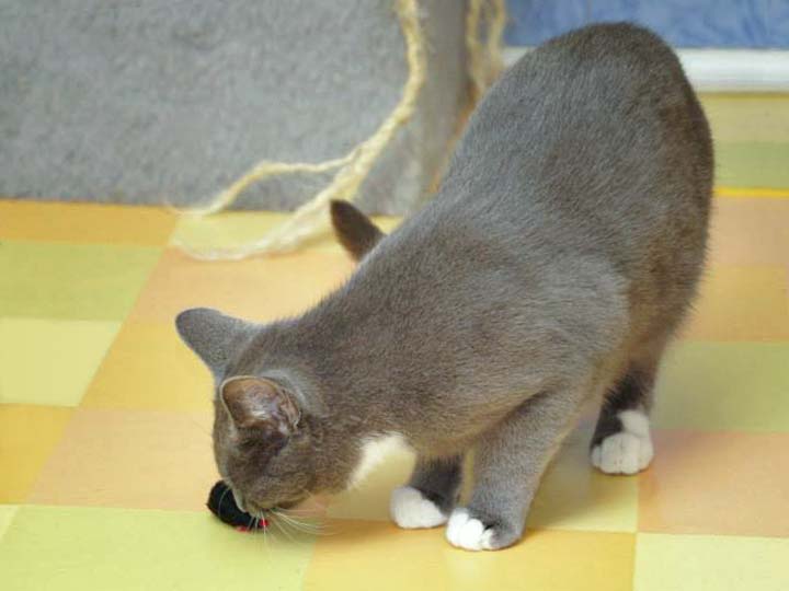 Socke freut sich über ihre neue Spielzeugmaus / © 2013 Arche KaNaum (DN)