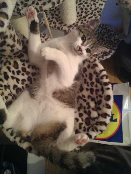 Kätzin Maja, Kater Merlins neue Freundin / © 2013 Privat