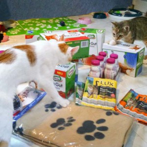 Toni und Merle durchsuchen den großen Geschenkeberg nach ihren Lieblingsleckereien / © 2013 Arche KaNaum (DN)