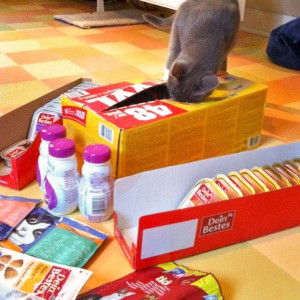 Socke kontrolliert gewissenhaft den "Wareneingang" / © 2013 Arche KaNaum (DN)