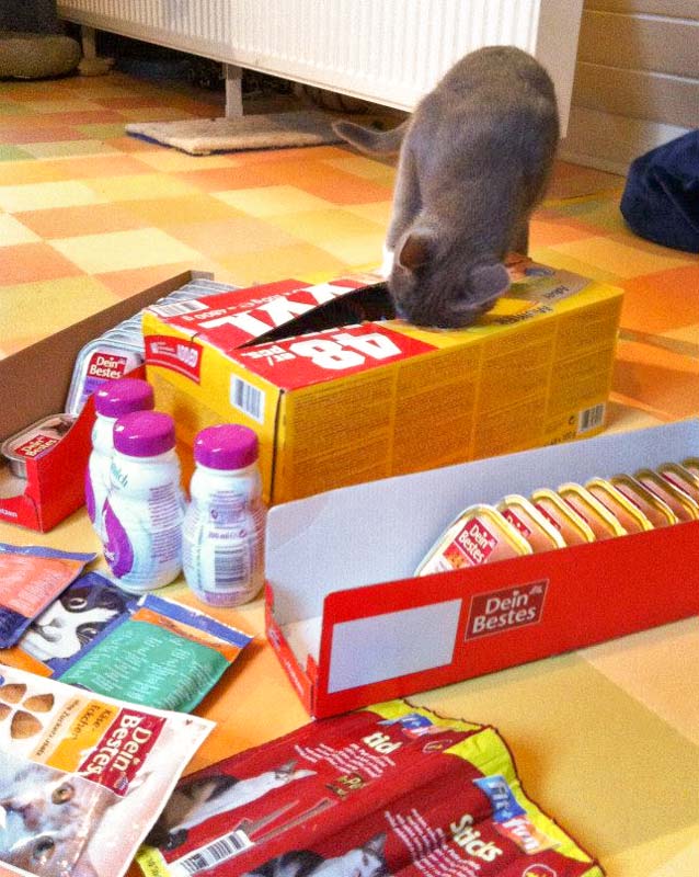 Socke kontrolliert gewissenhaft den "Wareneingang" / © 2013 Arche KaNaum (DN)