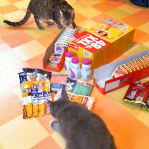 Auch Lina sucht sich schon mal ihr Lieblingsfutter heraus! / © 2013 Arche KaNaum (DN)