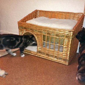 Obelix und Nala erkunden ihr neues Häuschen / © 2013 Arche KaNaum (DN)