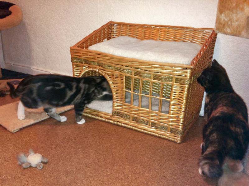 Obelix und Nala erkunden ihr neues Häuschen / © 2013 Arche KaNaum (DN)