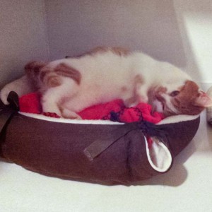 Jolina freut sich riesig über ihr neues Kuschelkörbchen / © 2013 Arche KaNaum (DN)