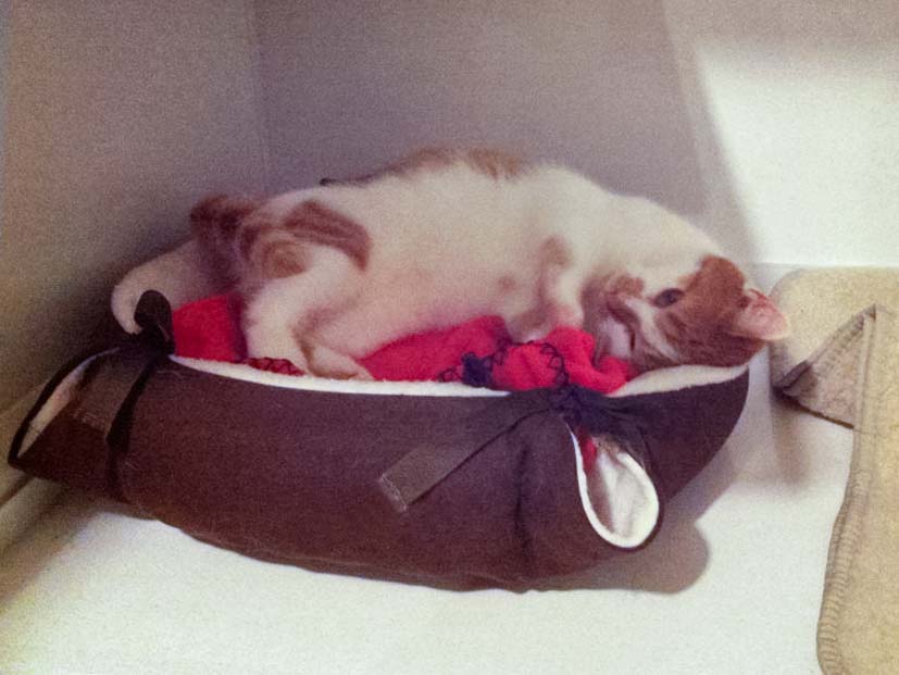 Jolina freut sich riesig über ihr neues Kuschelkörbchen / © 2013 Arche KaNaum (DN)