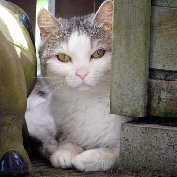 Kätzin Mary / © 2014 Arche KaNaum (DN)