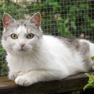 Kätzin Mary Kätzin Mary / © 2014 Arche KaNaum (DN)