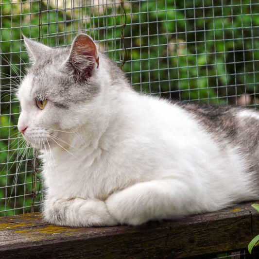 Kätzin Mary / © 2014 Arche KaNaum (DN)