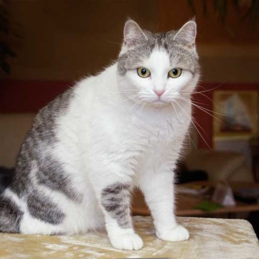 Kätzin Mary Kätzin Mary / © 2014 Arche KaNaum (DN)