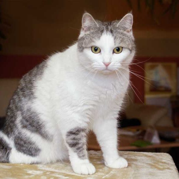 Kätzin Mary / © 2014 Arche KaNaum (DN)