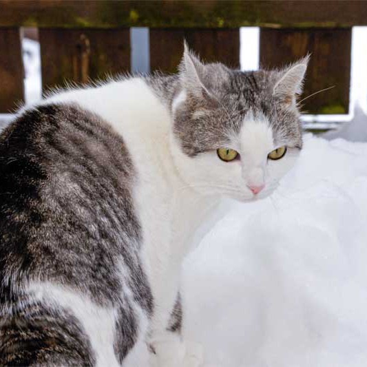 Kätzin Mary / © 2014 Arche KaNaum (DN)