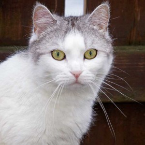 Kätzin Mary Kätzin Mary / © 2014 Arche KaNaum (DN)