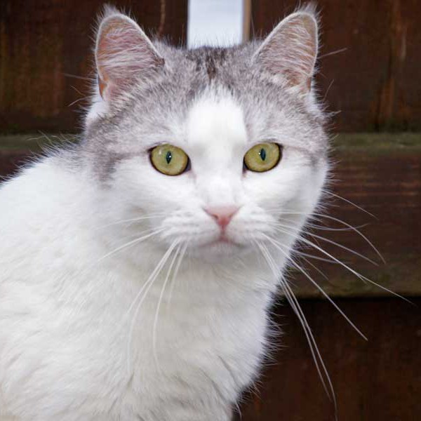 Kätzin Mary / © 2014 Arche KaNaum (DN)