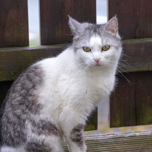 Kätzin Mary / © 2014 Arche KaNaum (DN)