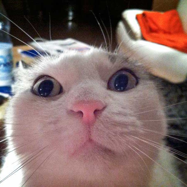 Kätzin Mary / © 2014 Arche KaNaum (DN)