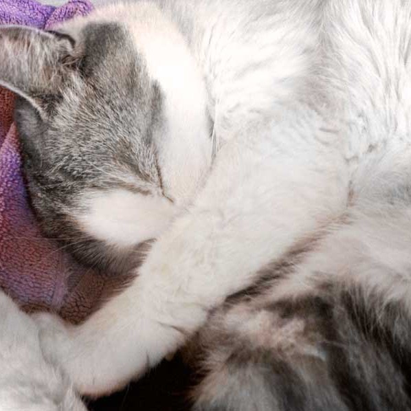 Kätzin Mary / © 2014 Arche KaNaum (DN)