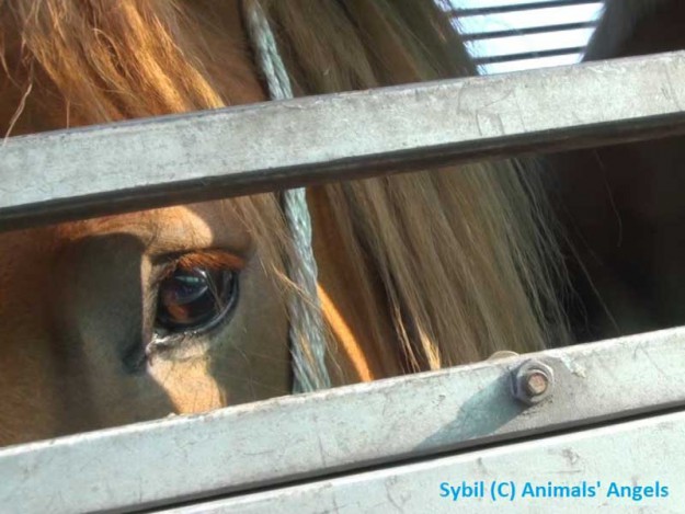 Sybil + Joy - Tier des Monats Sep.'13 / © 2013 Animals' Angels