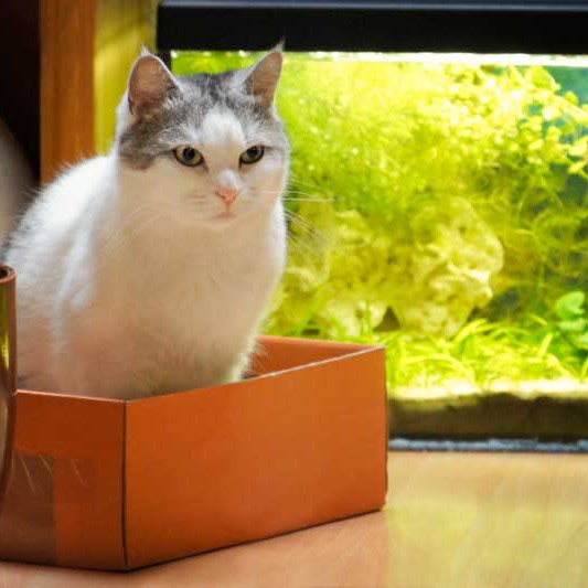 Kätzin Mary / © 2014 Arche KaNaum (DN)