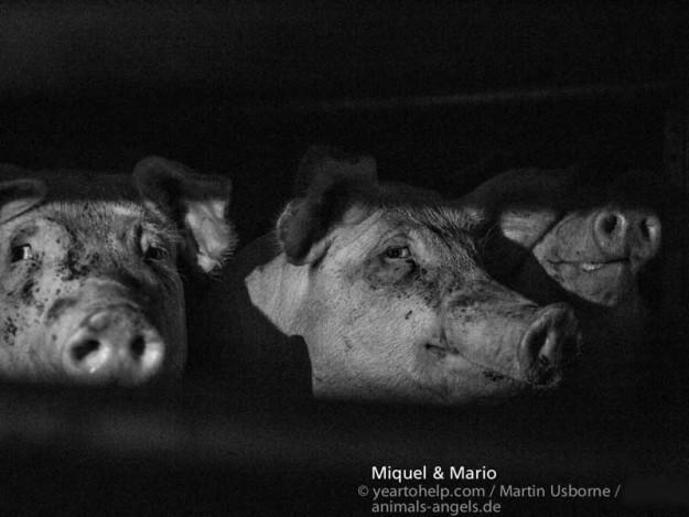 Miquel + Mario - Tier des Monats Okt.'13 / © yeartohelp.com / Martin Usborne / Animals' Angels 2013