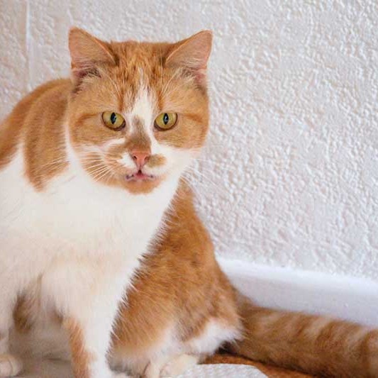 Kätzin Solea aus der Hilfsaktion für ca. 18 Katzen / © 2013 Arche KaNaum (DN)