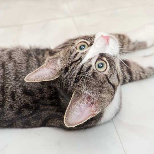 Kater Odin / © 2014 Arche KaNaum (DN)