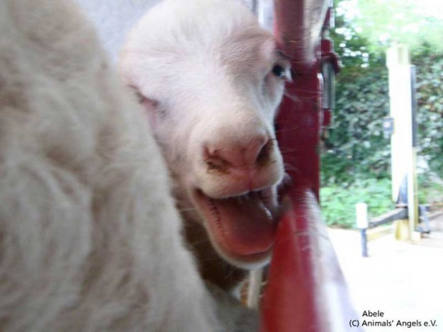 Abele - Tier des Monats Nov.'13 / © 2013 Animals' Angels