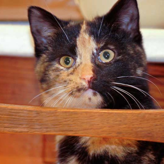 Kätzin Nala  /  © 2013 Arche KaNaum (DN) Kätzin Nala / © 2013 Arche KaNaum (DN)