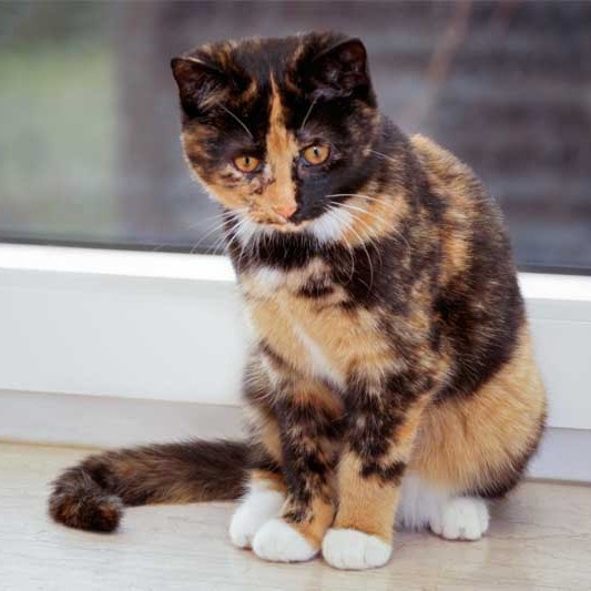 Kätzin Nala  /  © 2014 Arche KaNaum (DN) Kätzin Nala / © 2014 Arche KaNaum (DN)