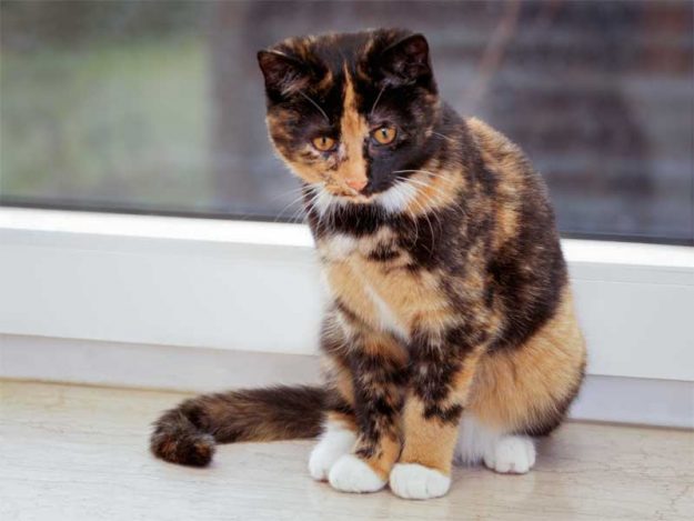 Kätzin Nala / © 2014 Arche KaNaum (DN)