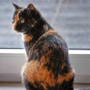 Kätzin Nala  /  © 2014 Arche KaNaum (DN) Kätzin Nala / © 2014 Arche KaNaum (DN)