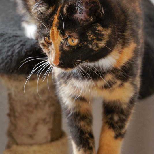 Kätzin Nala  /  © 2013 Arche KaNaum (DN) Kätzin Nala / © 2013 Arche KaNaum (DN)