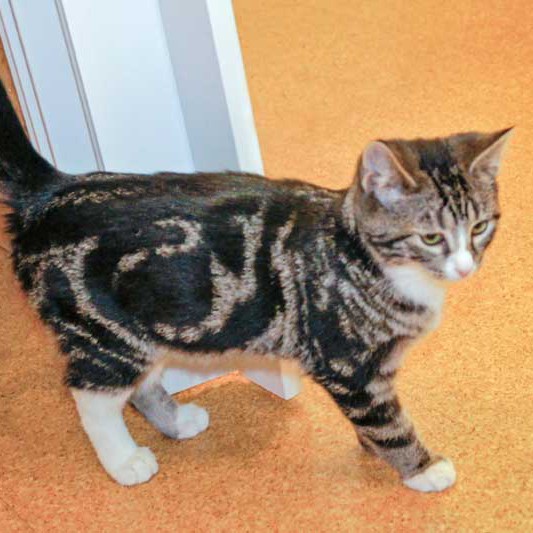 Kater Obelix / © 2014 Arche KaNaum (DN)