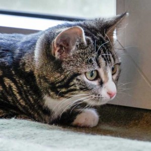 Kater Obelix / © 2014 Arche KaNaum (DN)