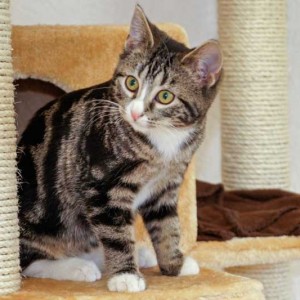 Kater Obelix / © 2014 Arche KaNaum (DN)