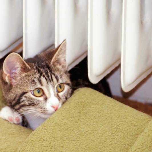 Kater Obelix / © 2014 Arche KaNaum (DN)