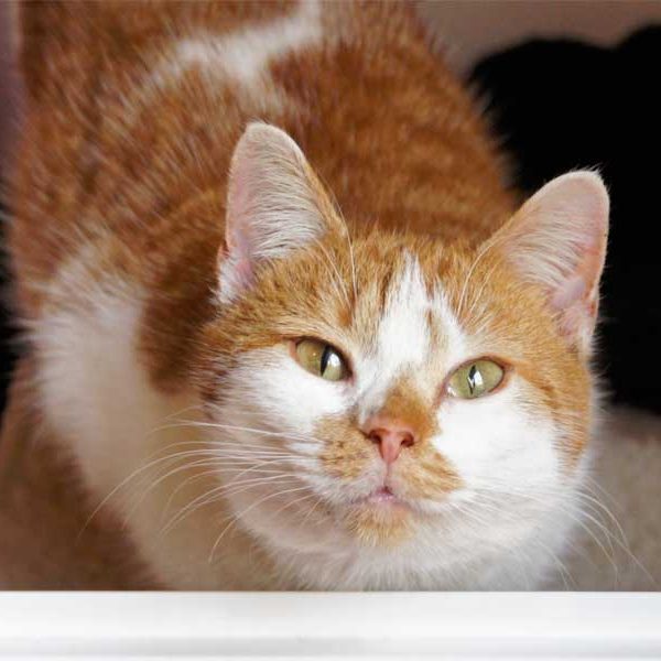 Kätzin Jolina Kätzin Jolina / © 2013 Arche KaNaum (DN)