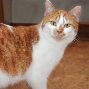 Kätzin Jolina Kätzin Jolina / © 2013 Arche KaNaum (DN)