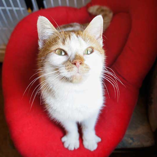 Kätzin Jolina Kätzin Jolina / © 2013 Arche KaNaum (DN)