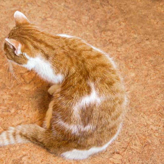 Kätzin Jolina Kätzin Jolina / © 2013 Arche KaNaum (DN)