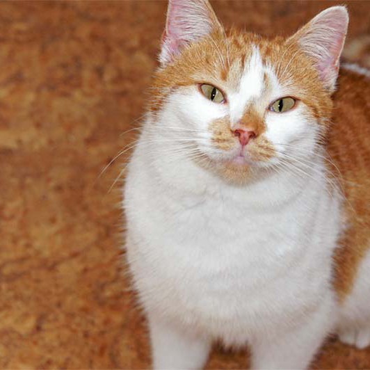 Kätzin Jolina Kätzin Jolina / © 2013 Arche KaNaum (DN)