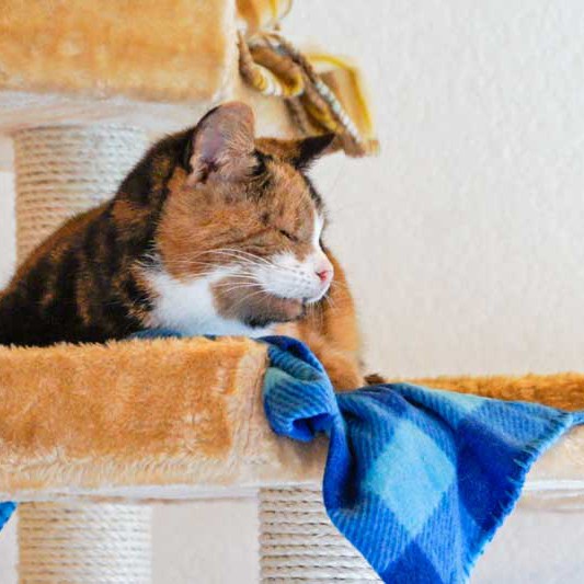 Kätzin Oma Hilde Kätzin Oma Hilde aus der Hilfsaktion für ca. 18 Katzen / © 2013 Arche KaNaum (DN)