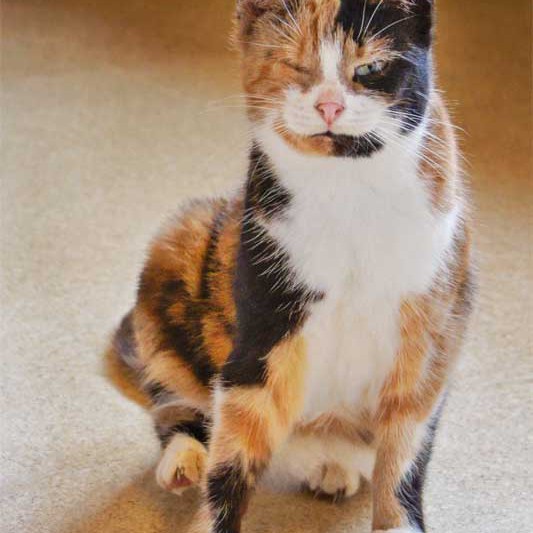 Kätzin Oma Hilde Kätzin Oma Hilde aus der Hilfsaktion für ca. 18 Katzen / © 2013 Arche KaNaum (DN)