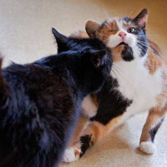 Kater Opa Fritz (l.) mit Kätzin Oma Hilde Kater Opa Fritz (l.) mit Kätzin Oma Hilde aus der Hilfsaktion für ca. 18 Katzen / © 2013 Arche KaNaum (DN)