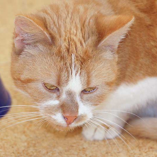 Kätzin Solea aus der Hilfsaktion für ca. 18 Katzen / © 2013 Arche KaNaum (DN)