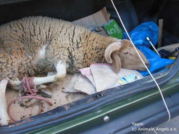 Yassin - Tier des Monats Dez.'13 / © 2013 Animals' Angels