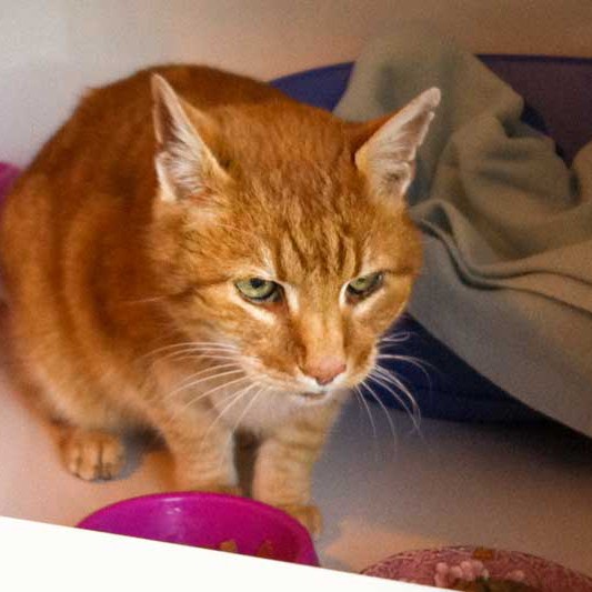 Kater Paulchen Kater Paulchen / © 2014 Arche KaNaum (DN)