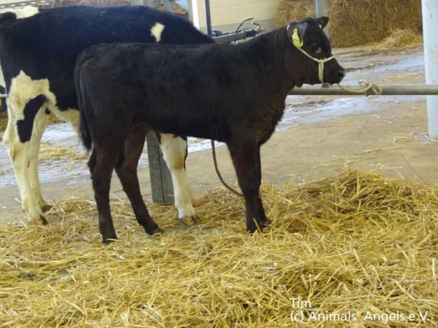 Tim - Tier des Monats Jan.'14 / © 2014 Animals' Angels