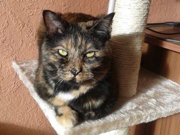 Kätzin Gina – jetzt Alpha – im neuen Zuhause Kätzin Gina - jetzt Alpha - im neuen Zuhause / © 2013 Privat